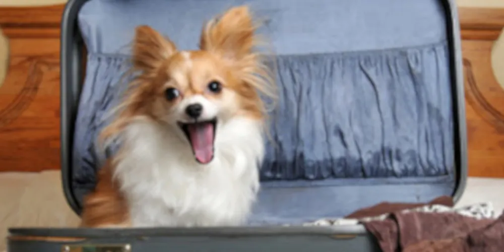 Какие документы нужны, чтобы поехать отдыхать с домашним любимцем?