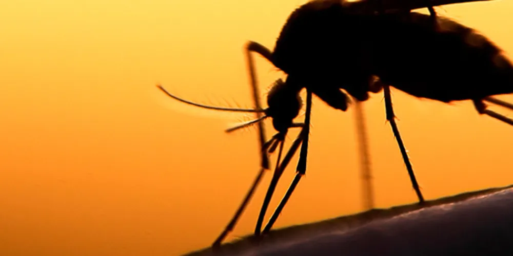 Как защититься от комаров в путешествии