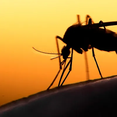 Как защититься от комаров в путешествии