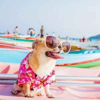 Что необходимо знать об отдыхе с домашними животными?