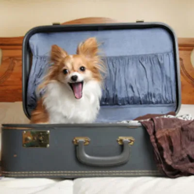 Какие документы нужны, чтобы поехать отдыхать с домашним любимцем?