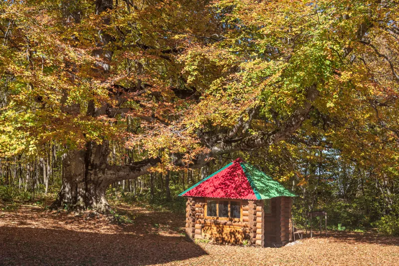 Горное Настроение